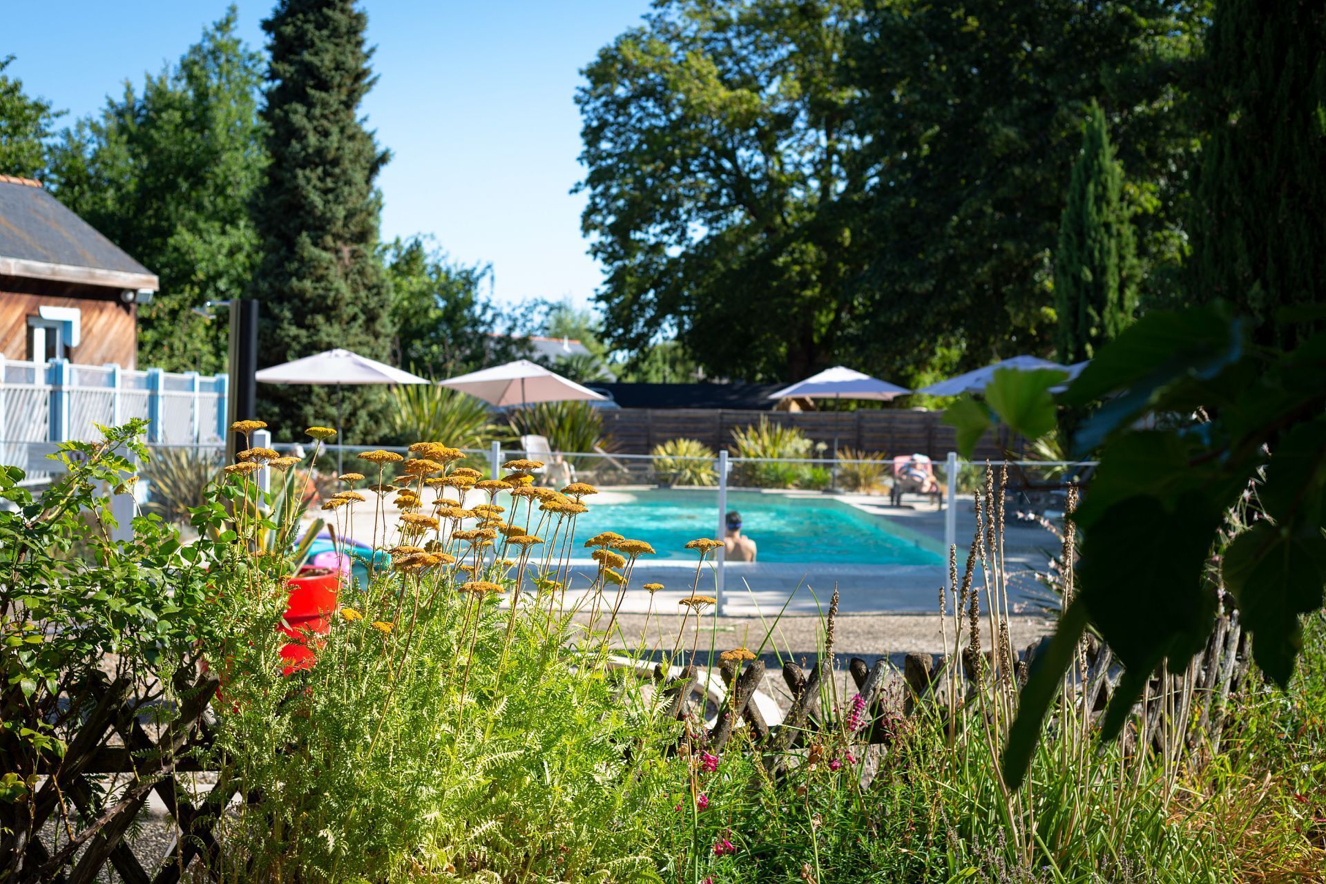 A swimming pool surrounded by lush greenery and umbrellas.