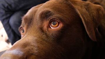 Primer plano de un perro marrón con mirada concentrada.