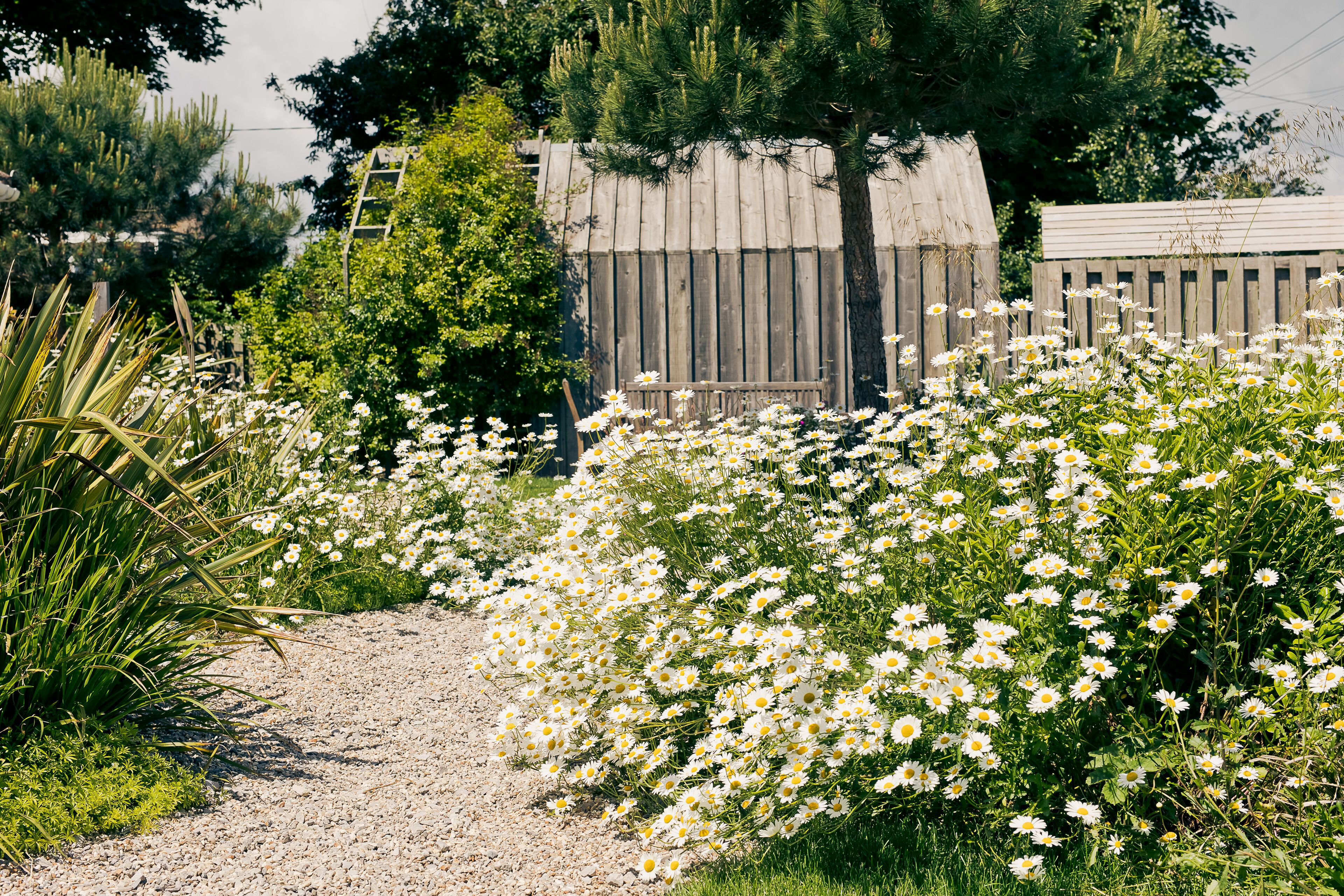 Een grindpad dat door een tuin met witte bloemen en groene begroeiing loopt.