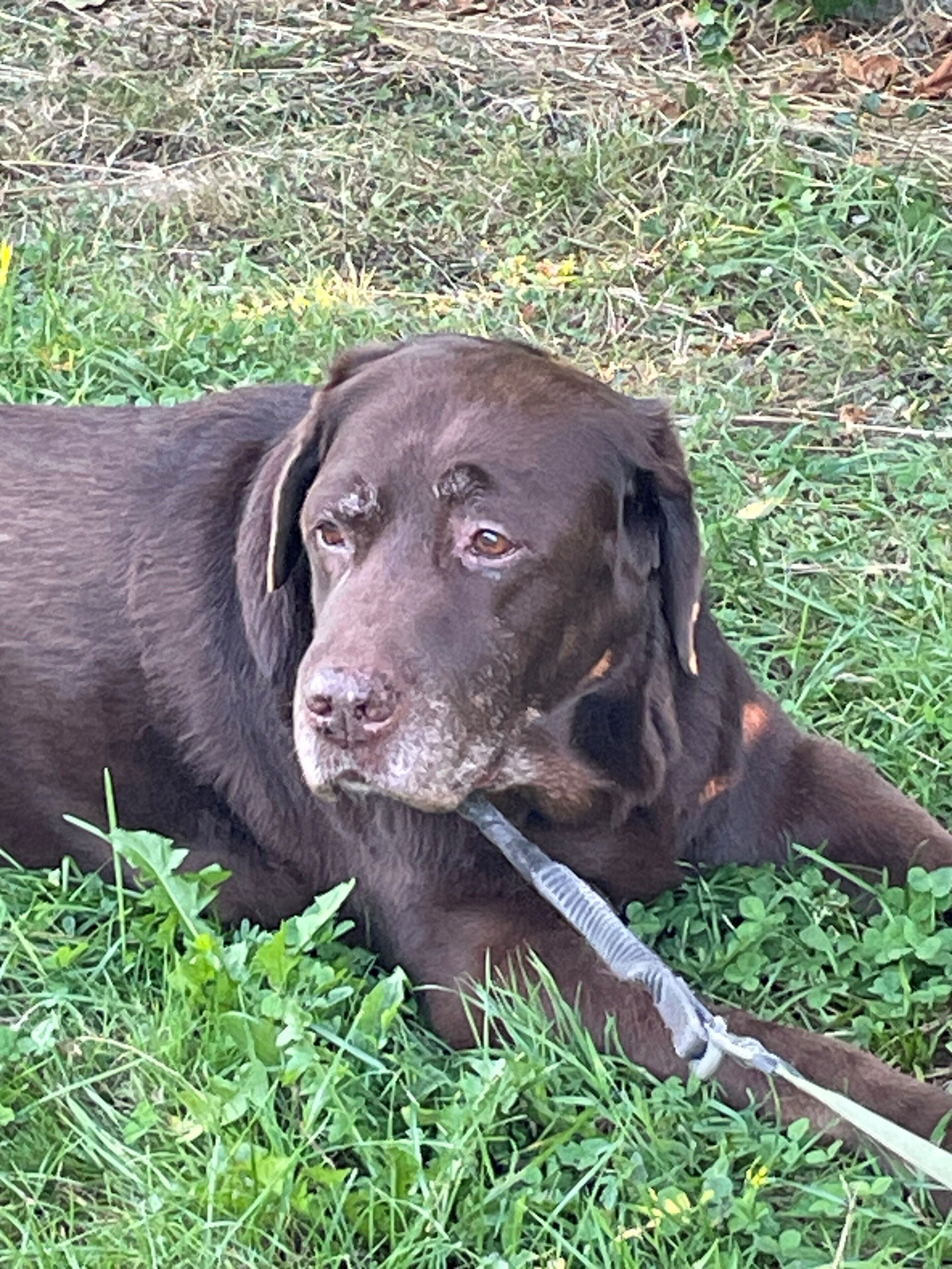 Foto - Hotel De France Perpignan Centre Ville