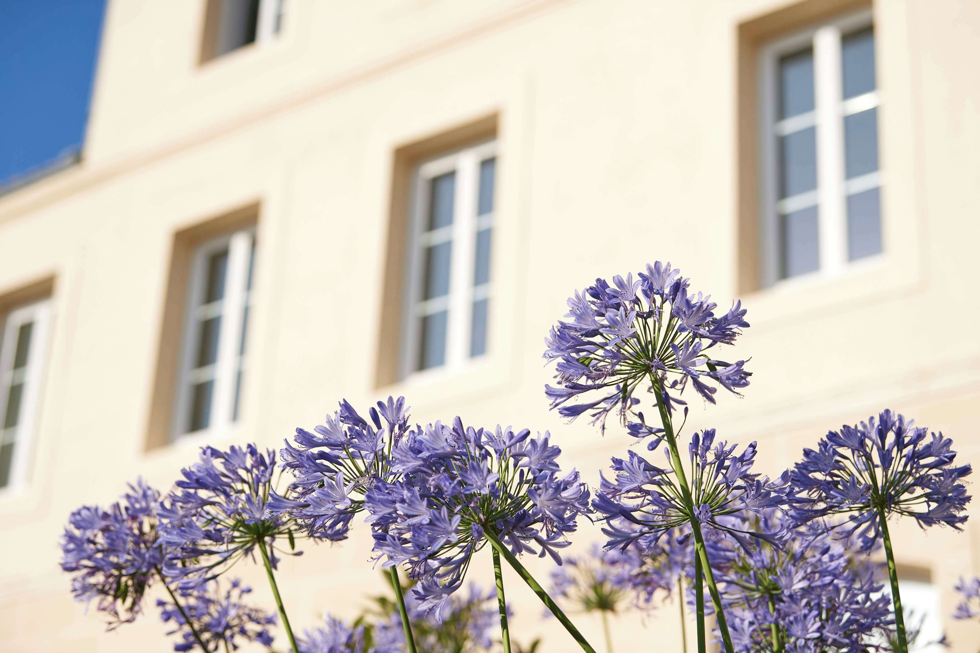 A building with multiple windows and a cluster of purple flowers in the foreground.