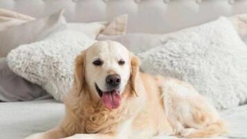 Ein Hund liegt auf einem Bett mit einem gebogenem, gestecktem Kopfteil.