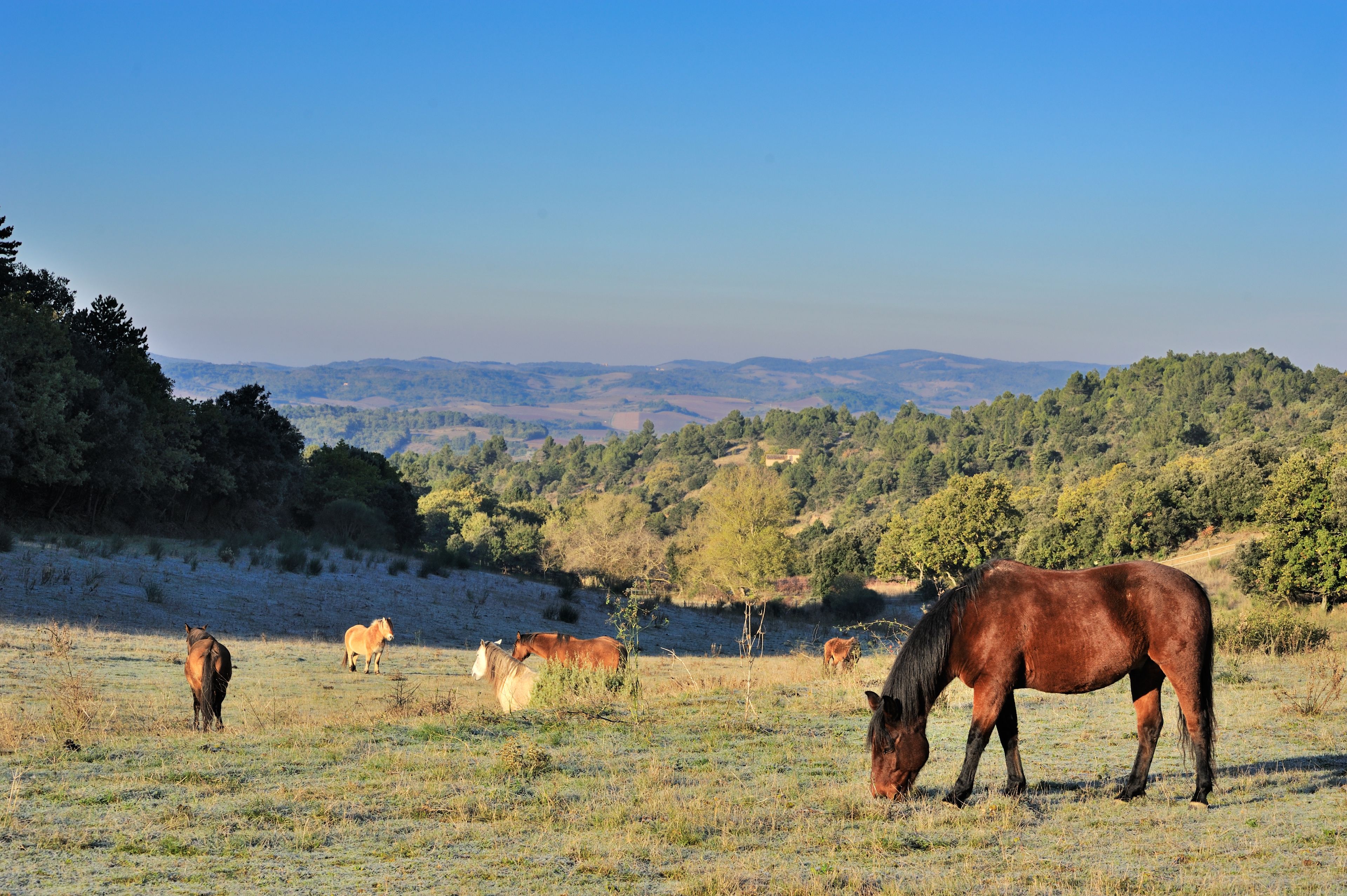 A field with horses grazing, surrounded by hills and trees.