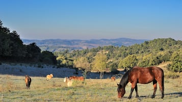 A field with horses grazing, surrounded by hills and trees.