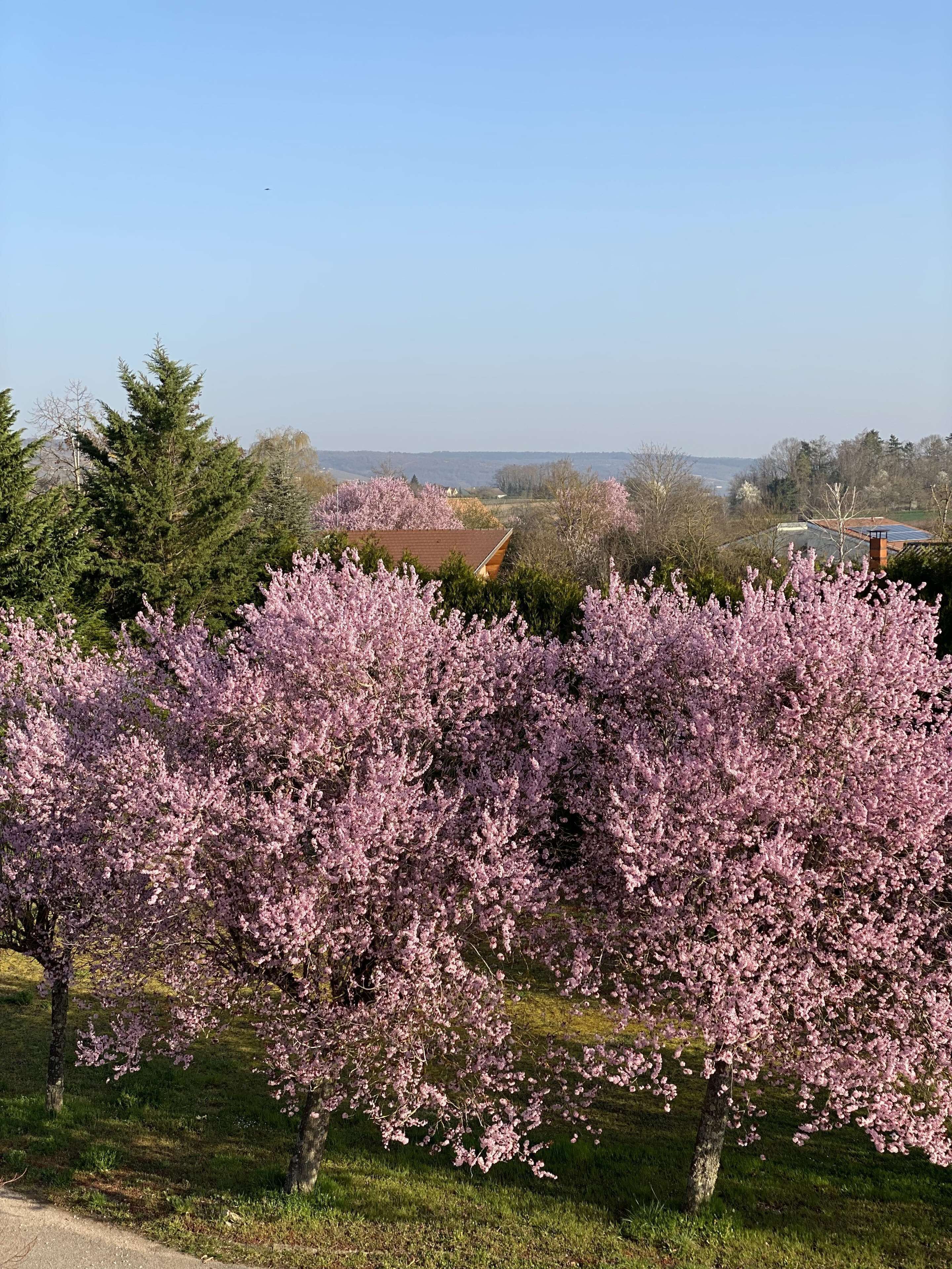 Paesaggio con alberi in fiore e una costruzione in lontananza.