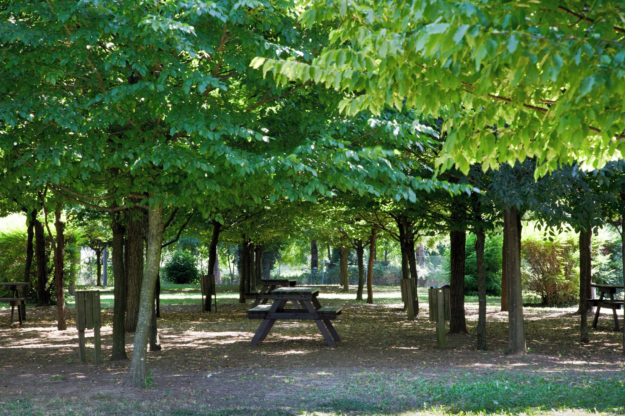 Un parque con mesas de picnic y bancos bajo árboles.