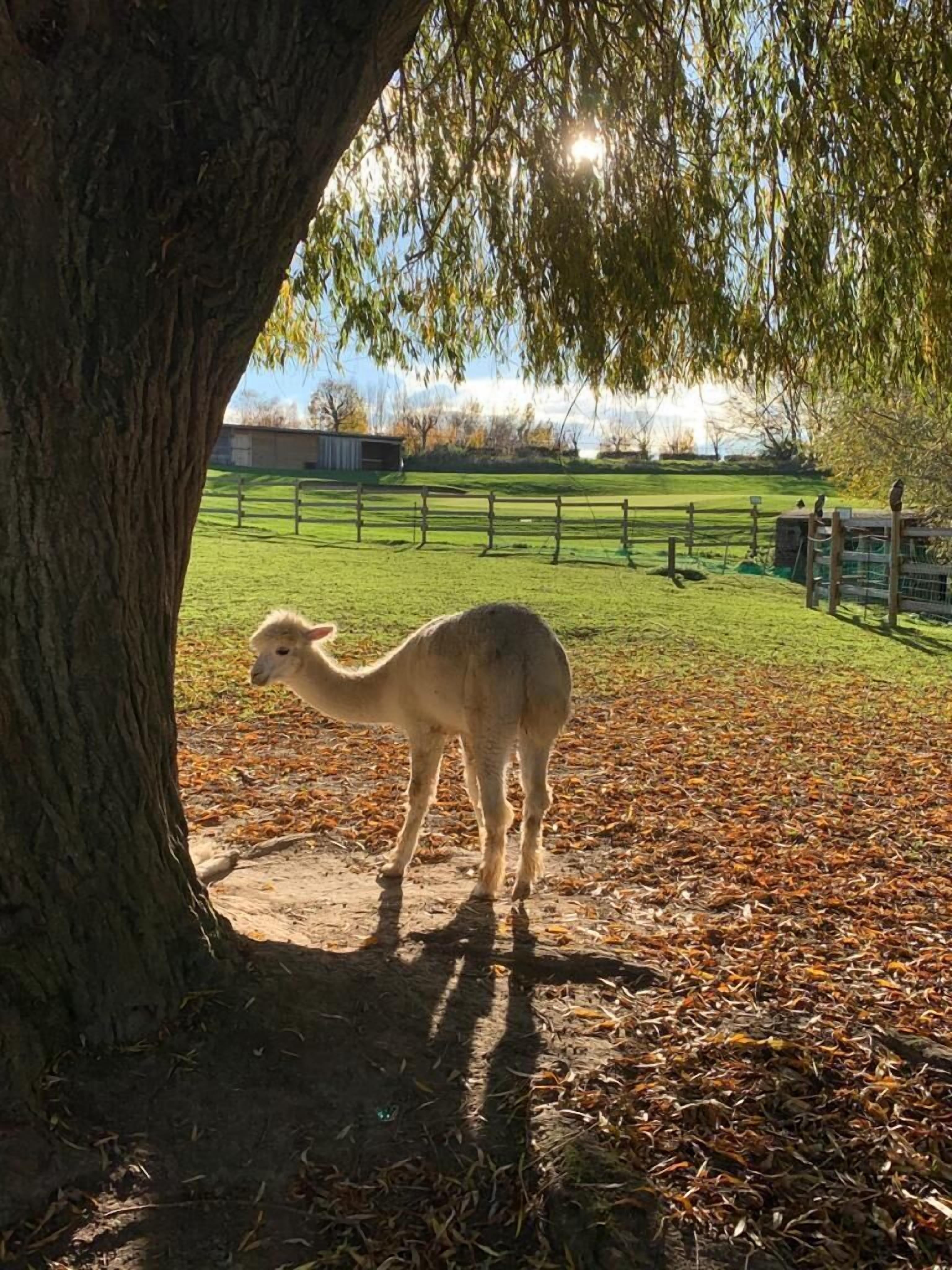 Una llama de pie bajo un árbol en un área cubierta de hierba, con una cerca al fondo.