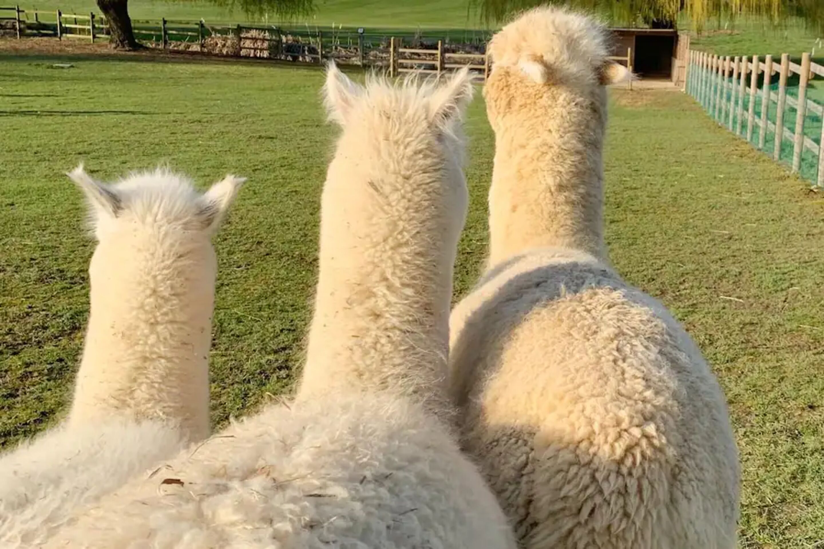 Three alpacas standing in a grassy field.