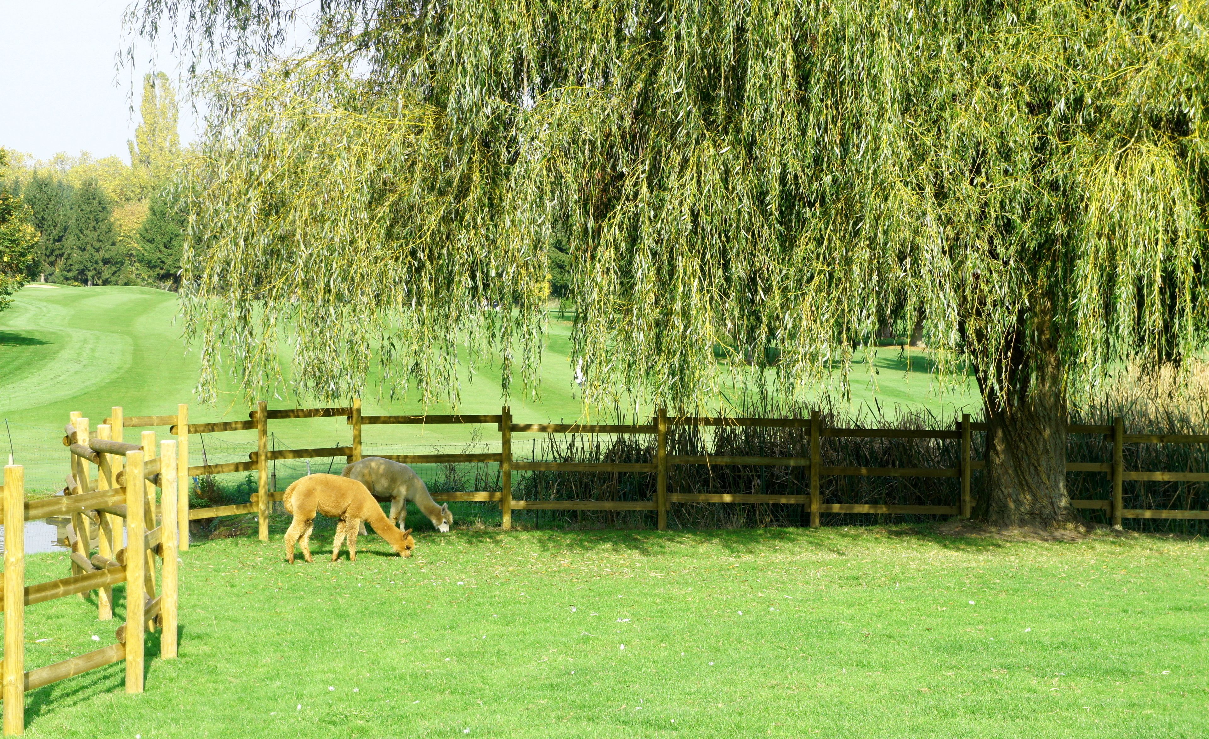 Une clôture en bois, une zone herbeuse et un arbre aux branches pendantes.