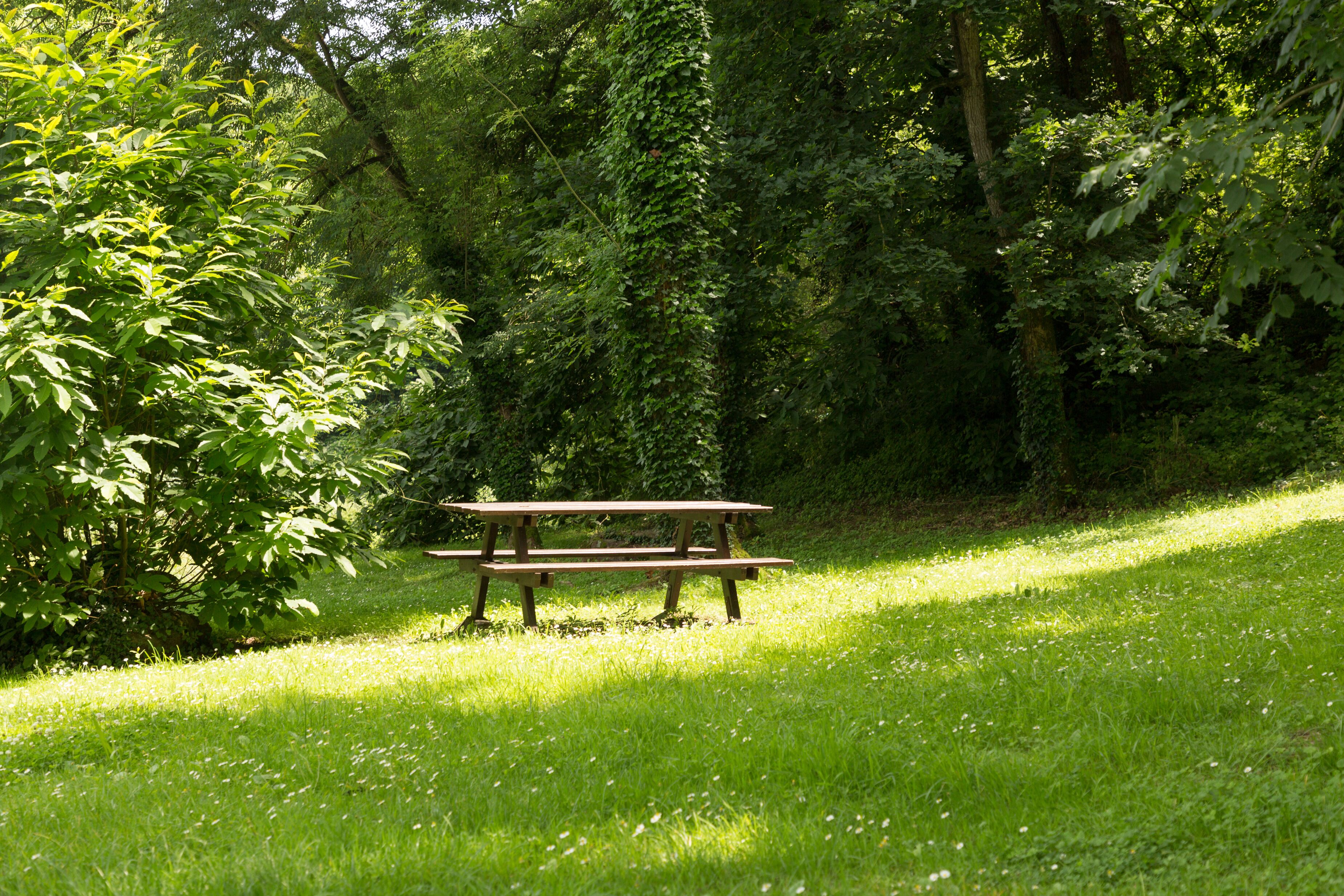 A wooden picnic table in a grassy area surrounded by dense foliage.