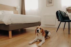 A dog lying on a wooden floor in a room with a bed, a chair, and a radiator.