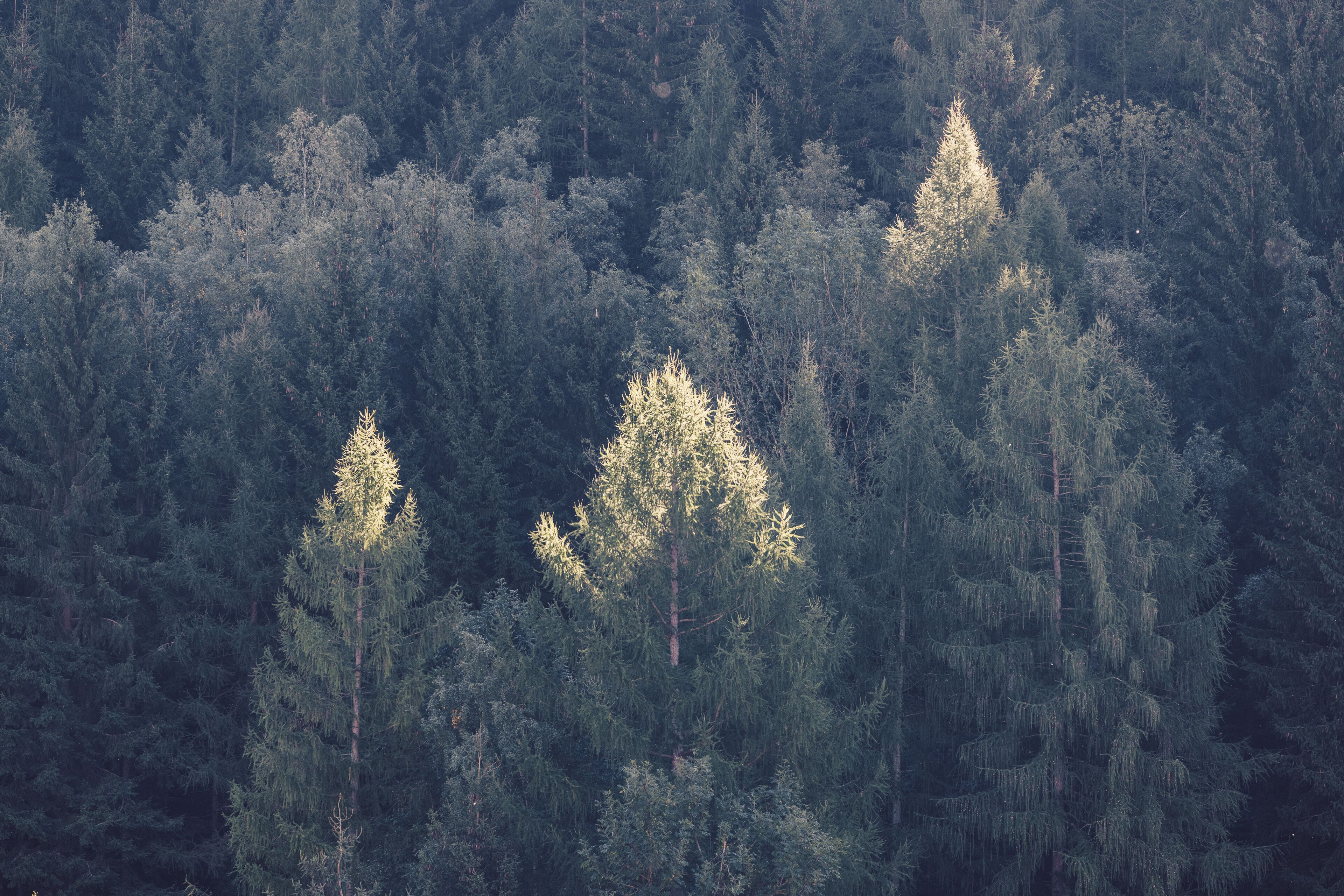 A dense forest with tall evergreen trees.