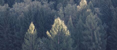 A dense forest with tall evergreen trees.