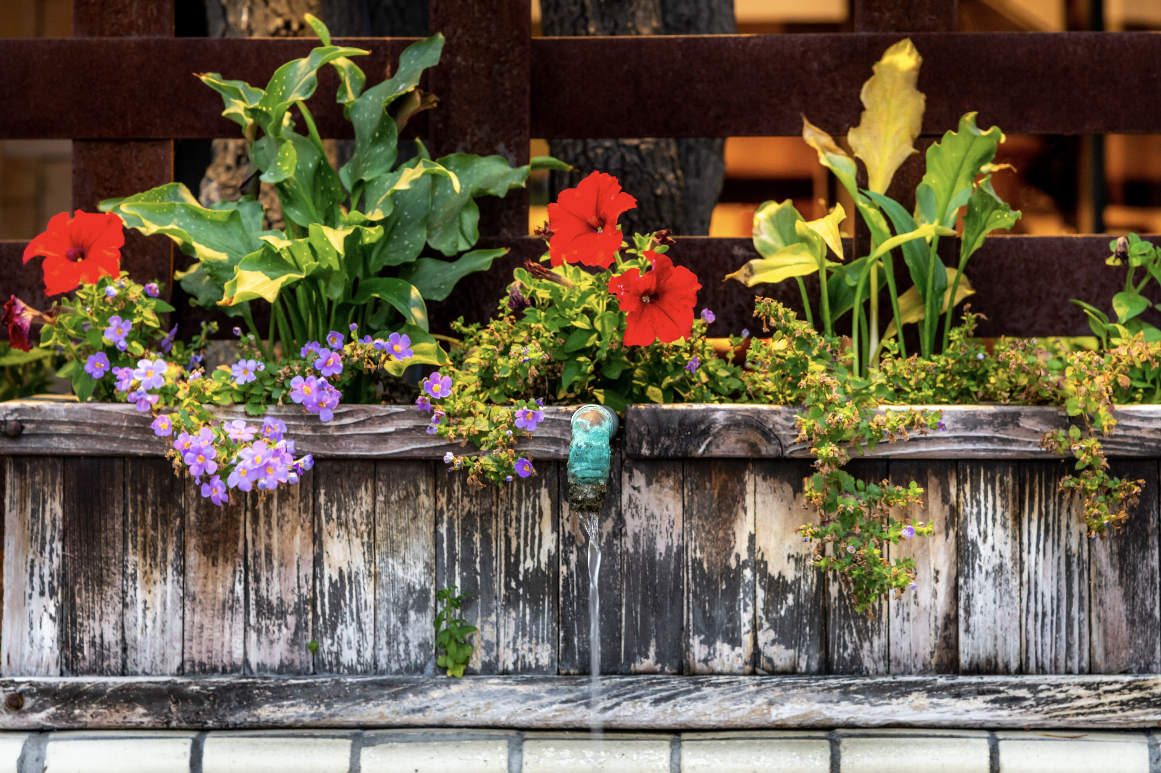 Foto - Hotel Pepper Tree Boutique Kitchen Studios - Anaheim
