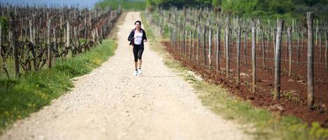 A person jogging on a gravel path flanked by rows of grapevines.