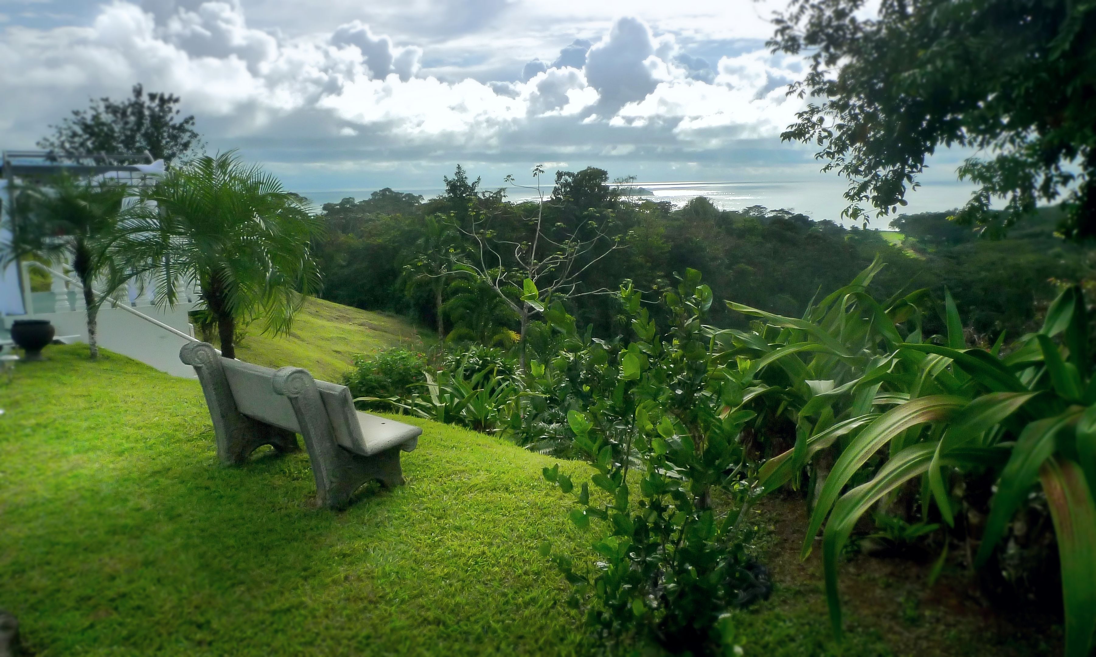 A grassy area with a bench, lush greenery, and a view of the ocean.