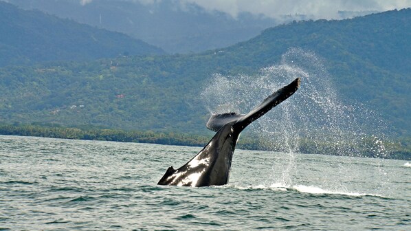Una ballena rompiendo la superficie del agua, con un paisaje montañoso al fondo.
