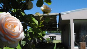 Una rosa en plena floración con un edificio al fondo.