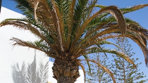 A palm tree in front of a building with a window and a staircase.