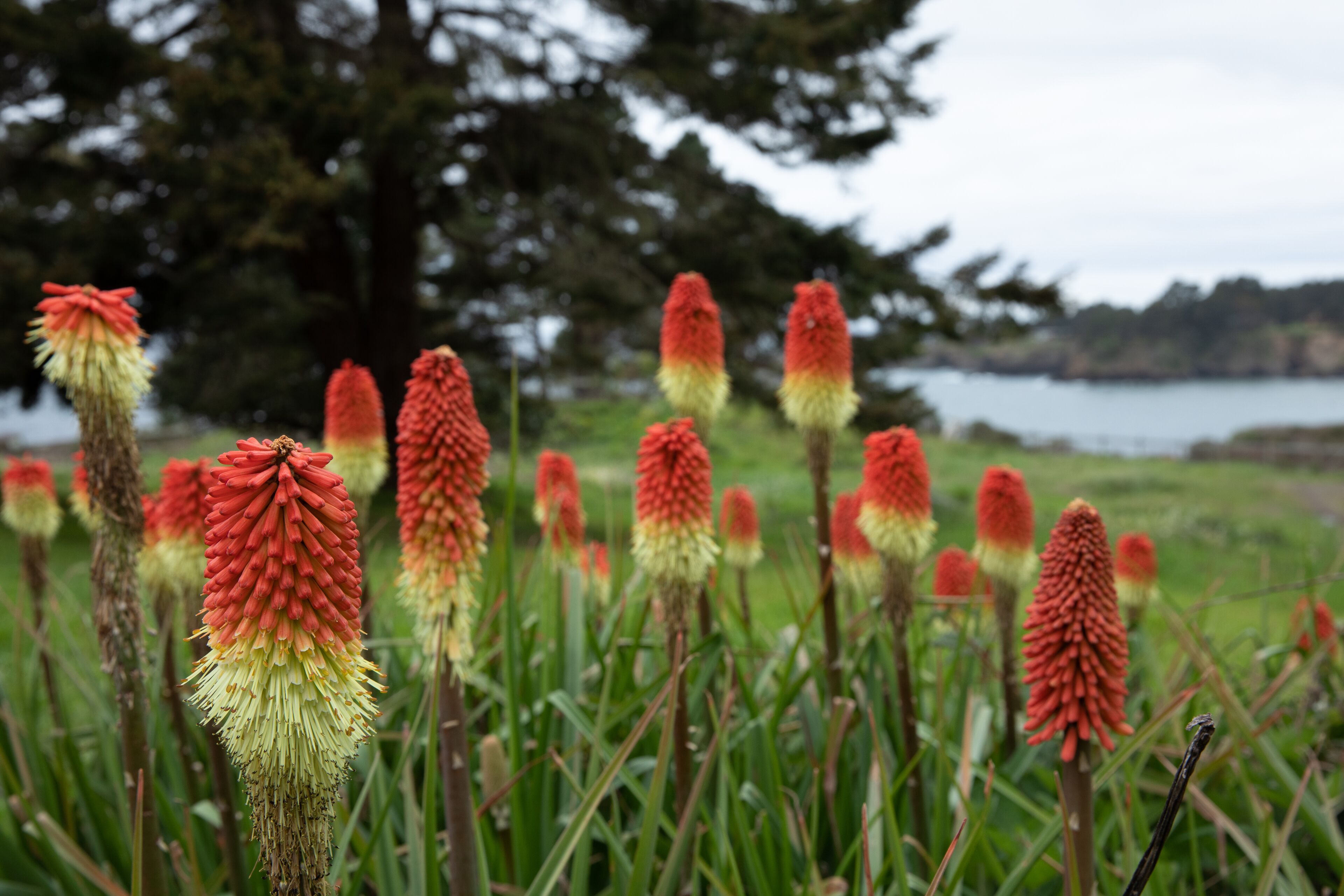 A field of tall, conical red and yellow flowers in a natural setting with a body of water and trees in the background.