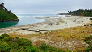 Une plage jonchée de débris et où la végétation est clairsemée.