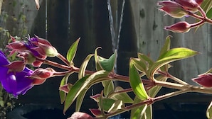 A garden with a water feature and flowering plants. - Bodega Bay Inn (Bodega Bay)