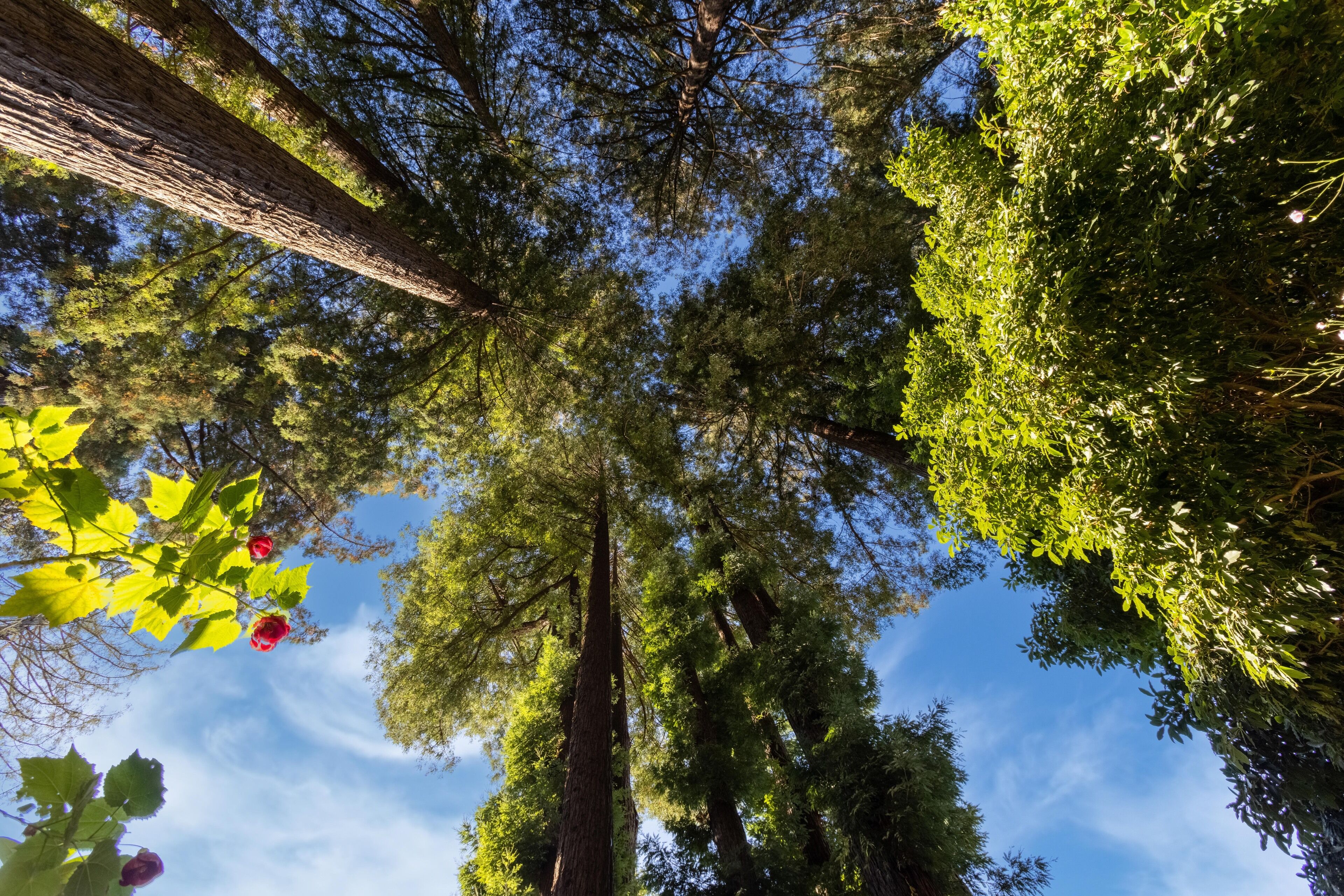 Un albero alto da cui si può ammirare il cielo attraverso i rami.