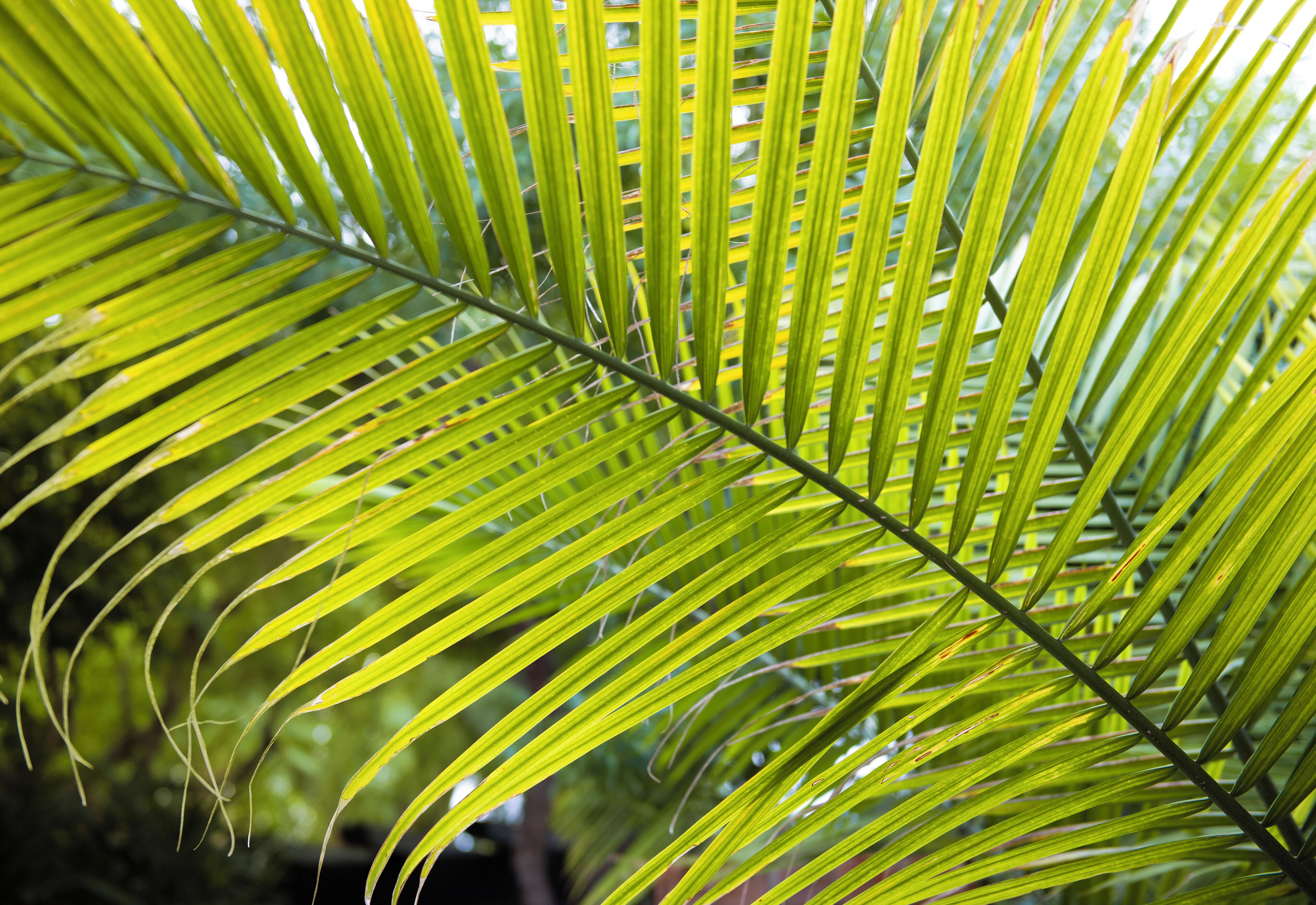 Photo - Lucille Palm Springs