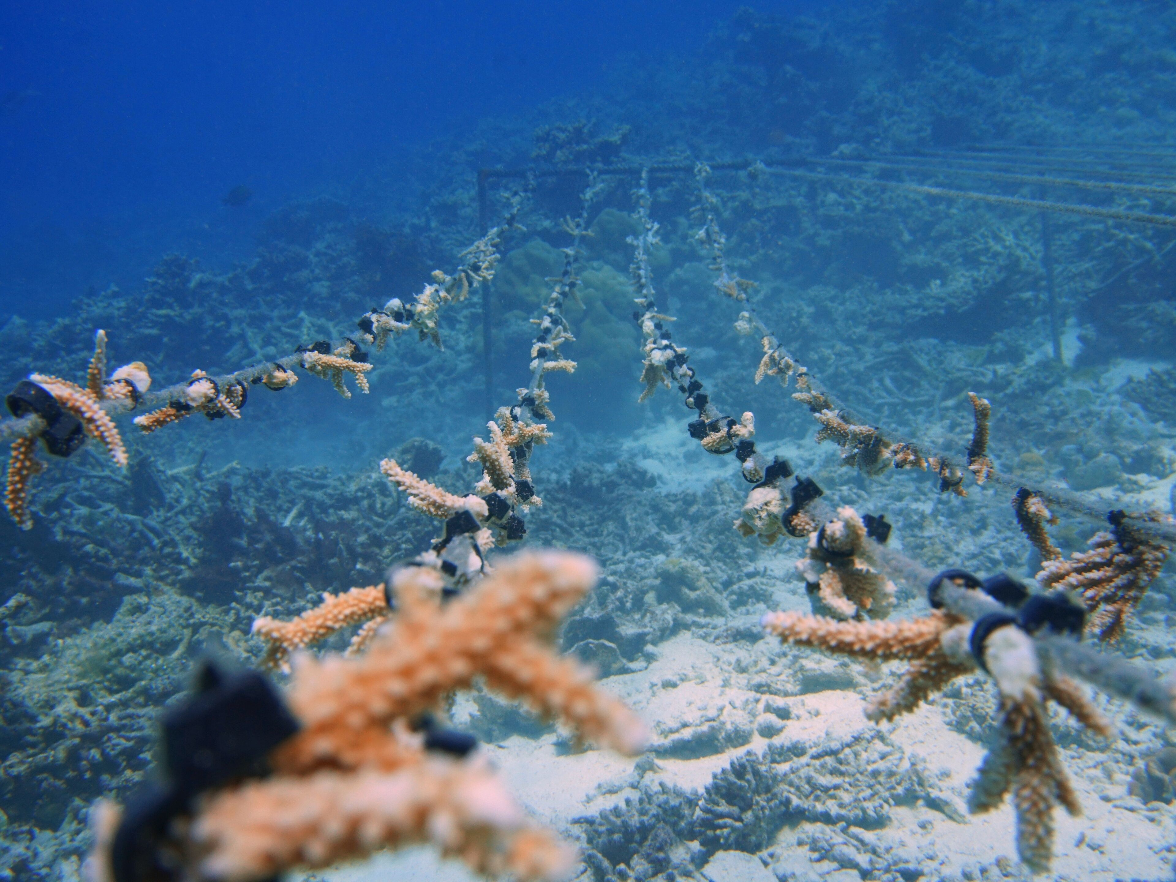 An underwater scene with coral formations and marine life.