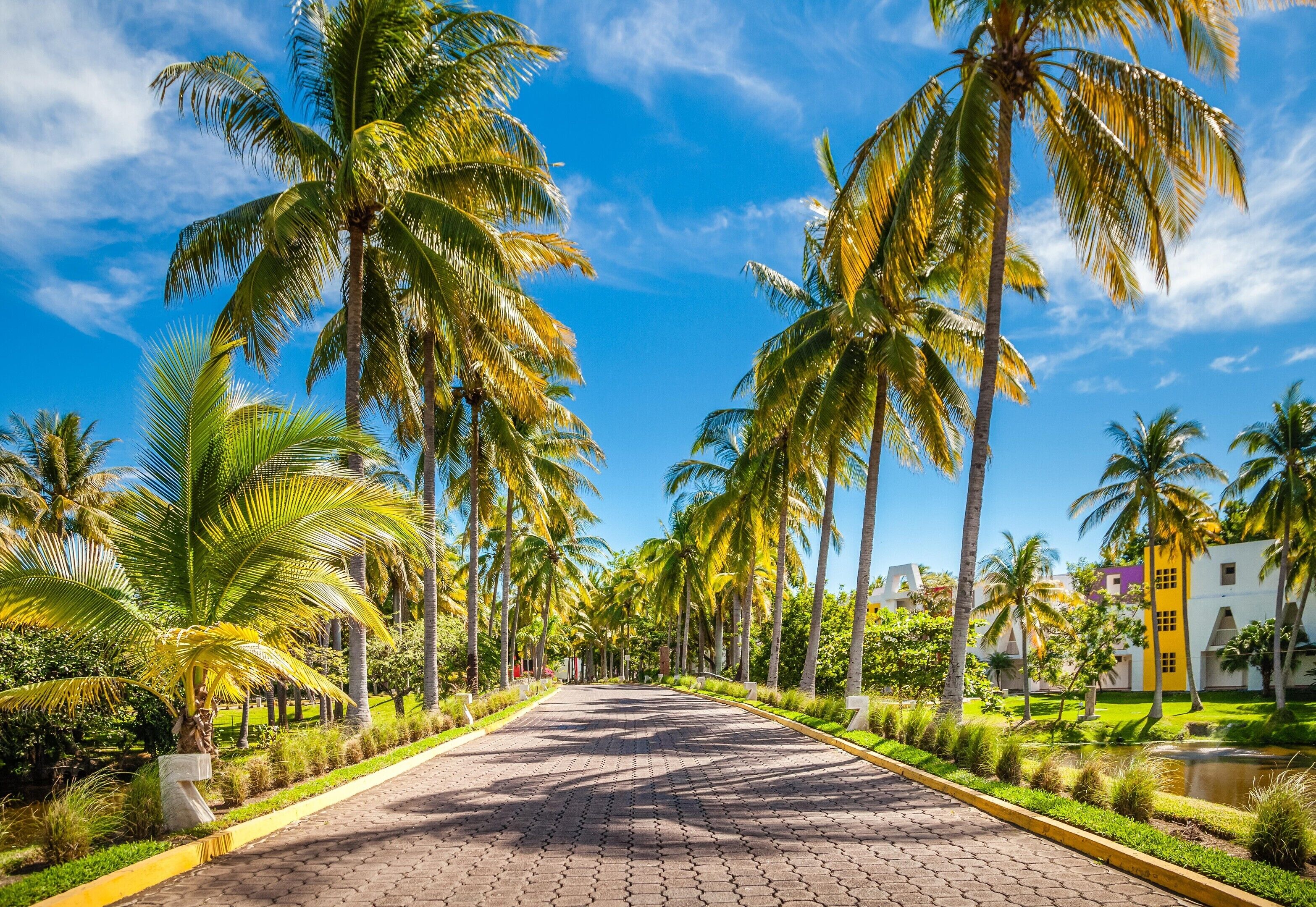 A paved pathway lined with palm trees and a clear blue sky.