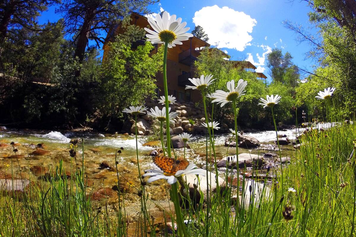 Un paisaje natural con un río, flores blancas y un edificio al fondo.
