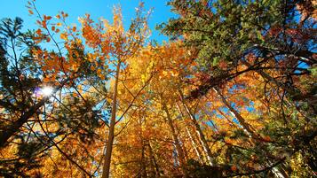 A dense forest with tall trees and sunlight filtering through.