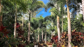A pathway flanked by tall palm trees and tropical plants, leading towards a building with balconies. - Marrakesh Apartments (Surfers Paradise)
