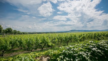 Viñedo con hileras de vides bajo un cielo parcialmente nublado.