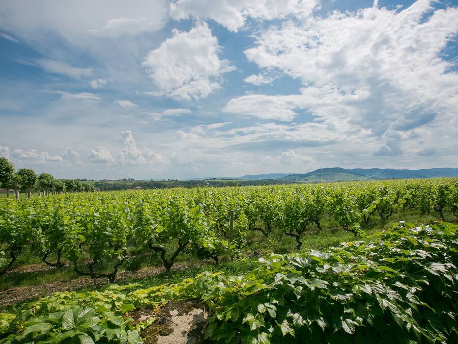 A vineyard with rows of grapevines under a partly cloudy sky.