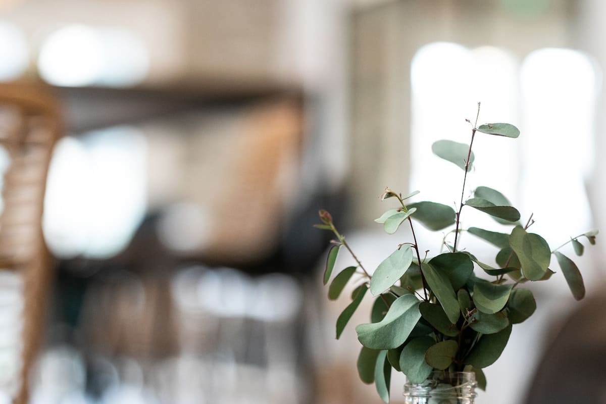 Un vase en verre transparent contenant une plante, posé sur une table en bois dans une pièce dont l’arrière-plan est flou.