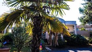 Eine Palme, durch deren Blätter Sonnenlicht scheint, ein Gebäude im Hintergrund und ein Garten mit verschiedenen Pflanzen.