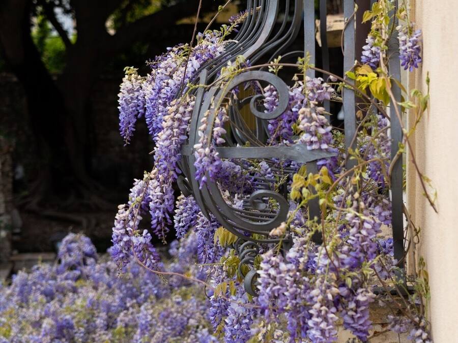 A wrought iron gate with a decorative design, partially covered by purple wisteria flowers.