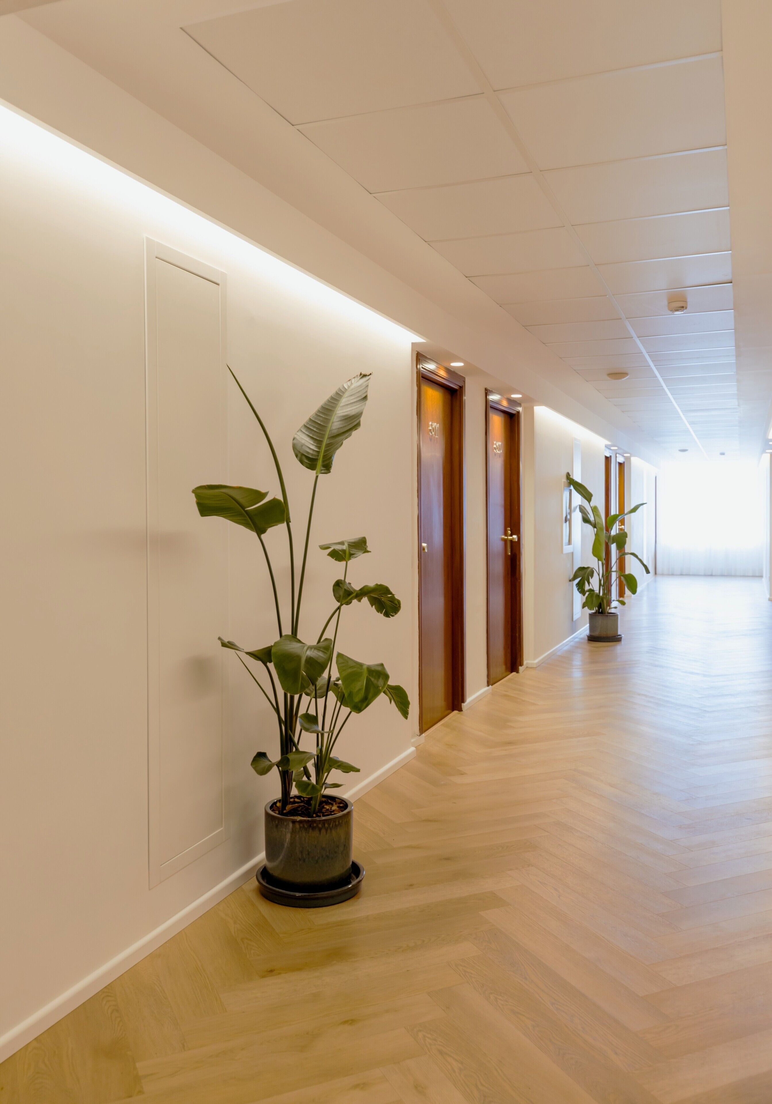 Un couloir avec un plancher en bois, des plantes en pot et des portes.