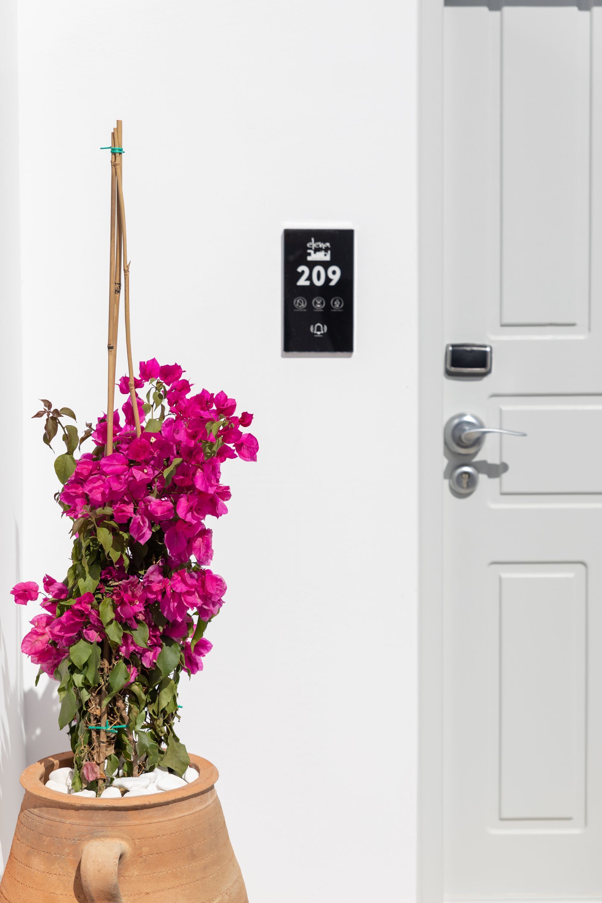 Een bloeiende bougainvillea in pot voor een witte deur met een zwart bord waarop het nummer 209 staat.