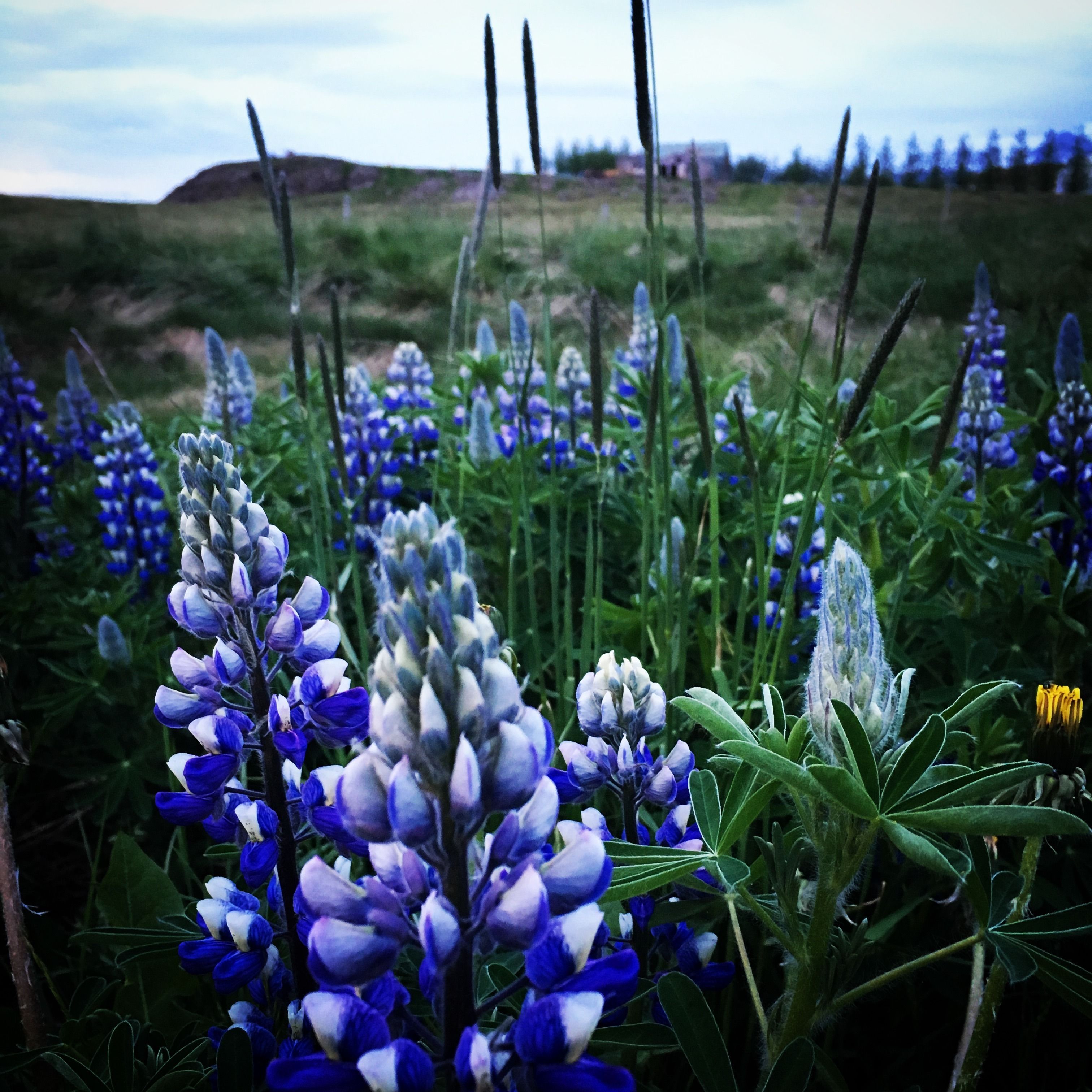Um campo de flores de trevo-do-sul com uma paisagem montanhosa ao fundo.