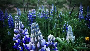 Um campo de flores de trevo-do-sul com uma paisagem montanhosa ao fundo.