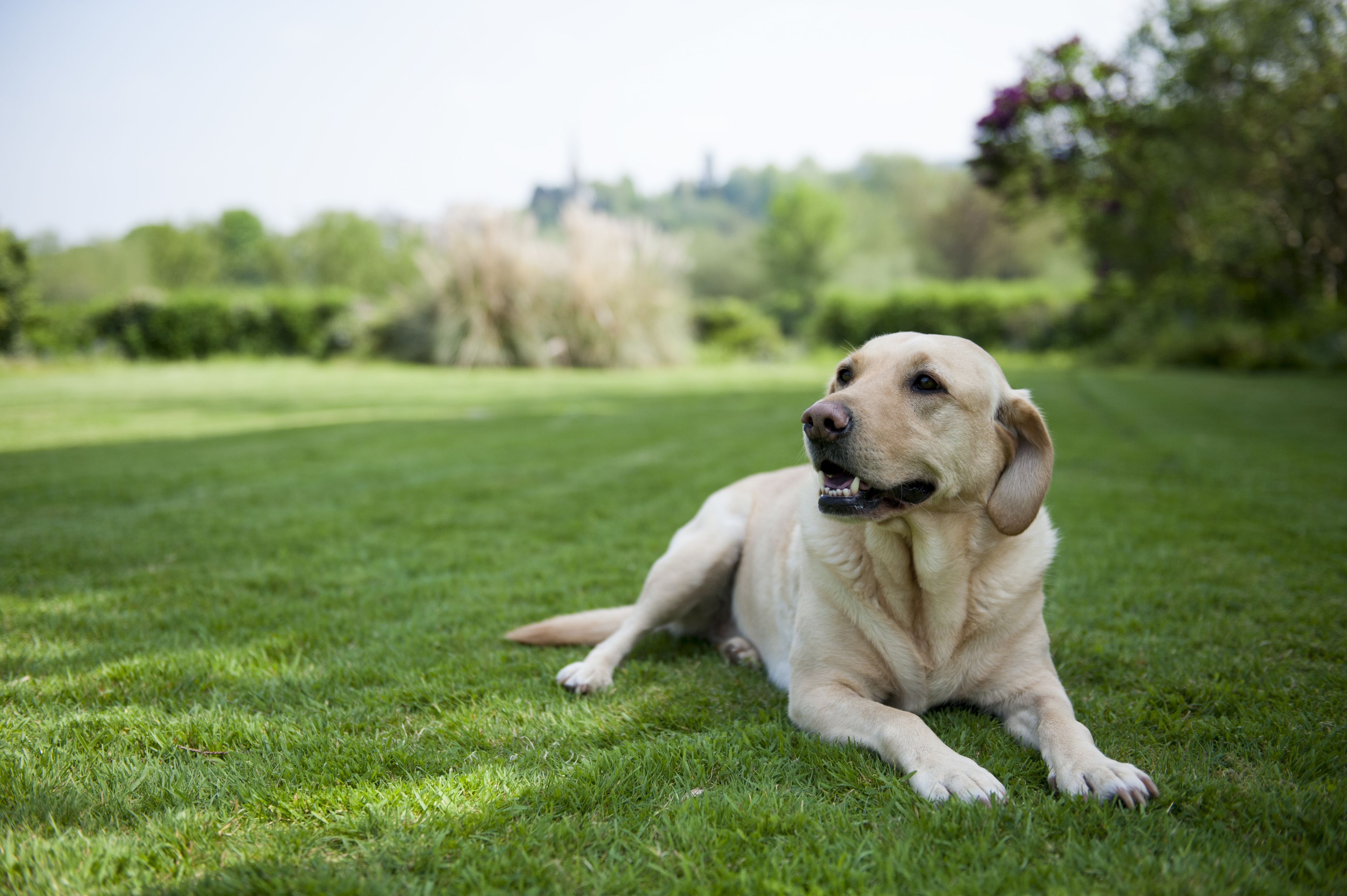 A dog lying on grass.