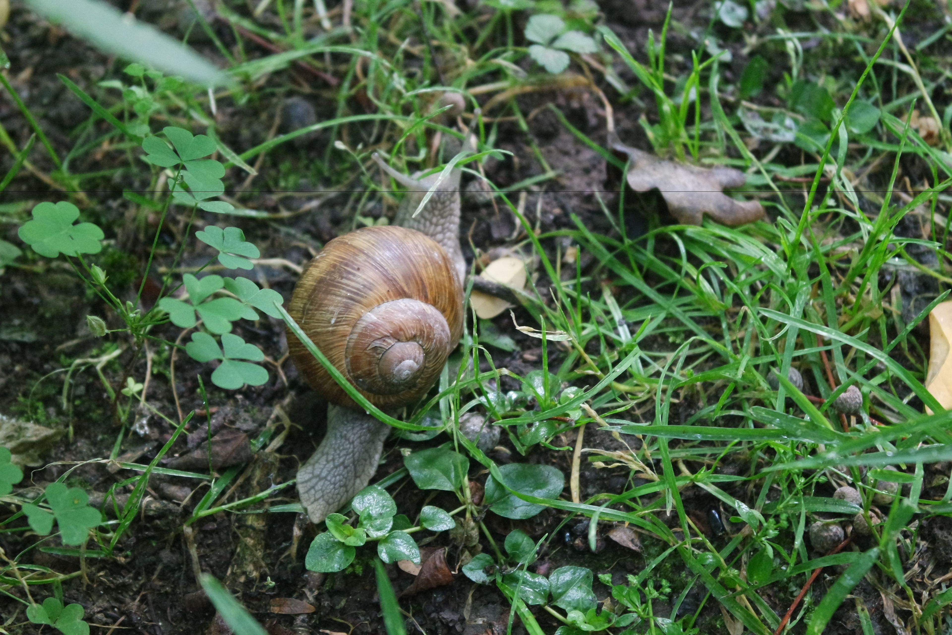 A snail on the ground surrounded by grass and small plants.