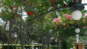 A row of sun loungers under a pergola with red flowers, a wooden deck, and a clear sky. - Hotel Greif (Lignano Sabbiadoro)