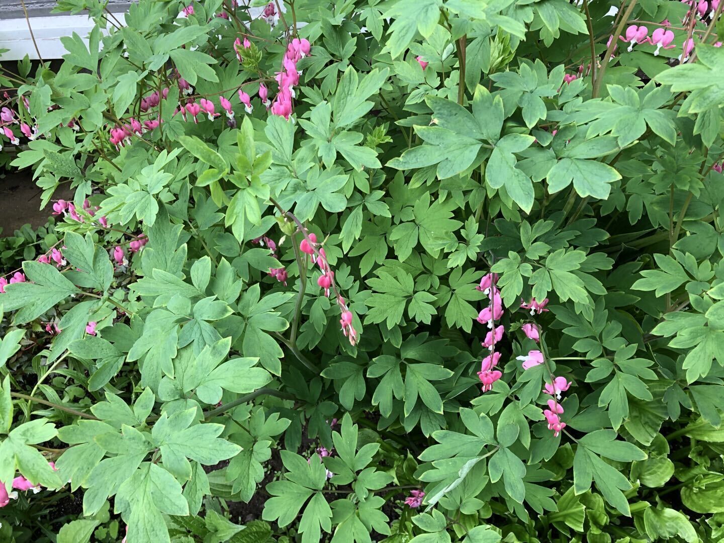 Un amas dense de feuillage vert agrémenté de fleurs roses.