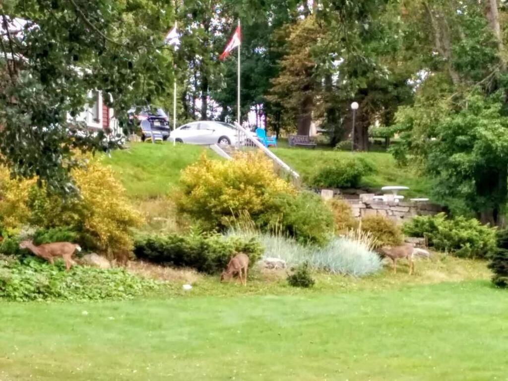 A grassy area with a car parked on a hill, surrounded by trees and bushes.