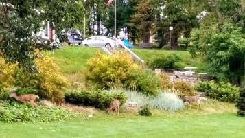 A grassy area with a car parked on a hill, surrounded by trees and bushes.