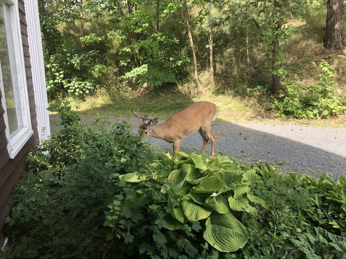 A deer standing on a gravel path next to a building with a window.