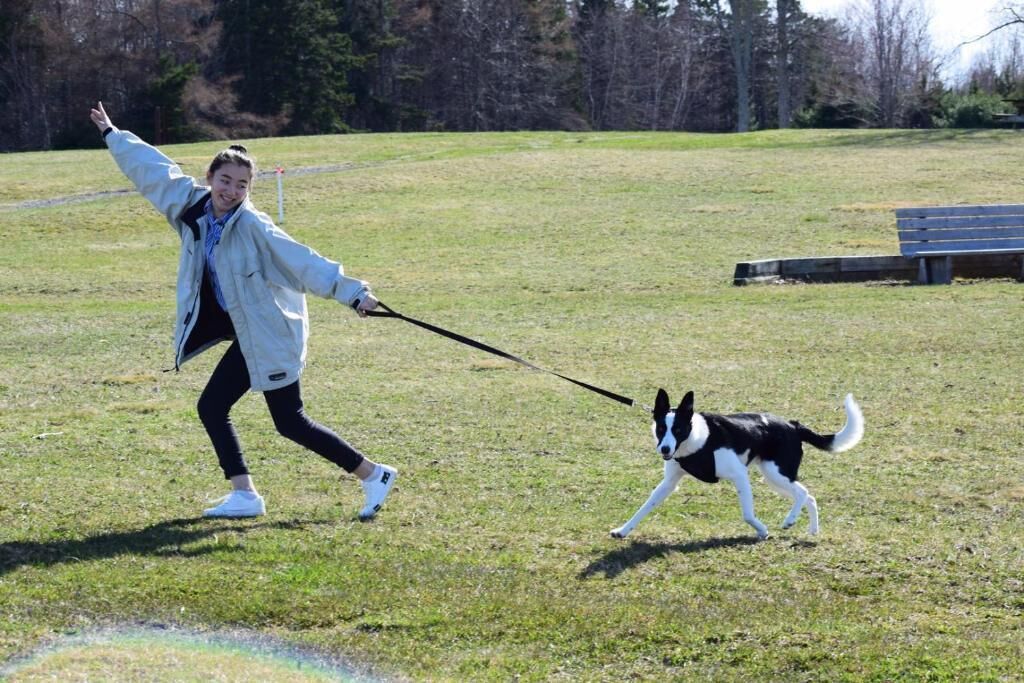 Une personne promène un chien en laisse dans un champ herbeux, avec un banc en arrière-plan.